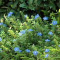 Set 3 Evolvulus Blue Daze Plant Live, Blooming Perennial Evolvulus Plants, 4-6 Inches Tall, Ready for Outdoor Growing