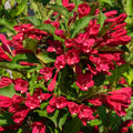 Red Weigela Live Plant for Garden, 4 Inch Pot Flower Plant, Red Weigela Bush Plants for Outdoor Garden