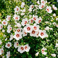 White Red Rose of Sharon Plant, Summer Bloom Garden Shrub, 6-12 Inch Tall