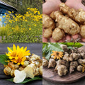 1 LB Jerusalem Artichoke Tubers for Planting, Sunchoke Rhizomes Bulbs for Planting, Cold Hardy Gardening Indoor Outdoor
