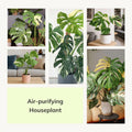 Monstera Plant 4-6 Inch, Live Indoor Plant, Split Leaf Houseplant for Home Office Decoration, No Pot (Variegated Monstera)