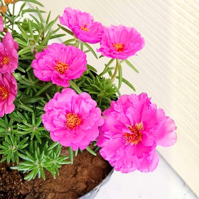 4 Portulaca Plants Live, Moss Rose Flower Plant for Outdoor Garden, Ground Cover Plant for Patio Containers, Borders or Landscape 4-7 Inches (Pink)