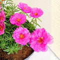 Set of 4 Live Portulaca Plants, Moss Rose Flower Plants, 4–7 Inches Tall, Ready for Indoor or Outdoor Planting (Deep Pink Portulaca)