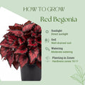 Trailing Begonia Plant Live, Rare Begonias Live Plant, 4-8 Inc Starter Indoor Outdoor Houseplant (Red Begonia)