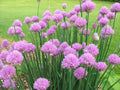 10 Chives Plants Live for Planting Outdoors, Well Rooted, Heirloom Chives Leek Plant