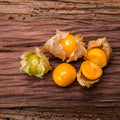 Cape Gooseberry Plant in 4" Pot, Well Rooted Golden Berry Fruit Plant 7-10 Inches, Outdoor Growing