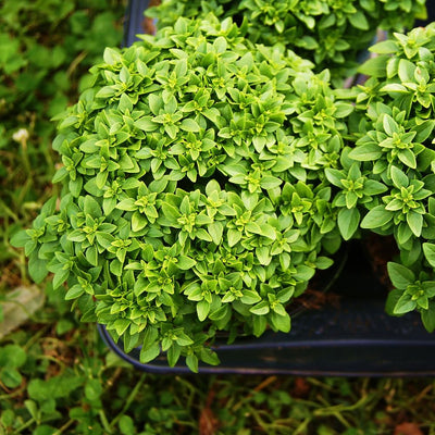 3 Basil Plants, Greek Basil Plants Live for Indoors, Perennial Herb Plant Live, 4 to 6 Inches, No Pot