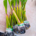 8 Lemongrass Plants Stalks Herb Size 5-9" in Tall, Perennial Lemon Grass Plant, Well Rooted for Planting Indoor Outdoor, No Pot
