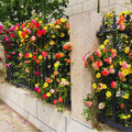 Climbing Roses Live Plant, Climbing Rose Plant Live, 5 to 7'' Tall, Fragrant Flower Bush Plants for Gardening (Orange Yellow)