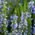 3 Rosemary Plants Live, Herb Plants, 4 to 7 Inches Tall, Rosemary Starter Plants
