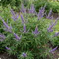 Blue Chaste Vitex Plant Live, Vitex Shrub Live Potted Plant 1-2 Feet Tall
