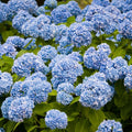 Winter Hardy Blue to Pink Purple Hydrangea Bush Tree Live Shrub Plant, 6-12" Blue to Smooth Pink to Purple Blooms, Established Roots, Dormant, No Leaf