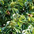 Chestnut Tree Live Plant, Edible Chestnut Tree, 6-12 Inch Tall