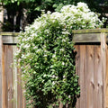 Small White Clematis Live Plant in 2.5" Pot, Flowering Climbing Clematis Vine Starter for Outdoor Garden and Trellis, Well Rooted