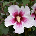 Rose of Sharon Plant, Hardy Althea Hibiscus Flowering Shrub in 4'' Pot, Outdoor Garden Starter Plant for Landscape or Hedge (White Pink)