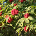 Red Elderberry Tree Live Plant, Berry Shrub, 2-3 Ft Tall