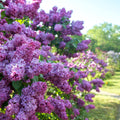 Deep Lilac Bushes Ready to Plant, Dormant Syringa Lilac Tree Live Plant, Springtime Blooms Soft Color in 4" Pot