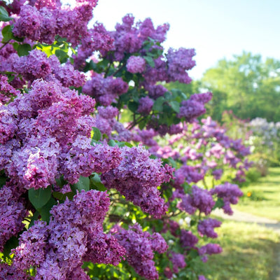 Deep Lilac Bushes Ready to Plant, Dormant Syringa Lilac Tree Live Plant, Springtime Blooms Soft Color in 4" Pot