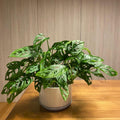 Swiss Cheese Monstera Plant Live, Live Swiss Cheese Plant 4 Inch Pot, Live Monstera Plant