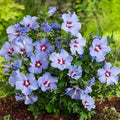 Rose of Sharon Plant, Hardy Althea Hibiscus Flowering Shrub in 4'' Pot, Outdoor Garden Starter Plant for Landscape or Hedge (Purple)