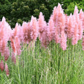 Pink Pampas Grass Plants, Pink Pampas Grass Plants Live 4 Inches No Pot for Growing