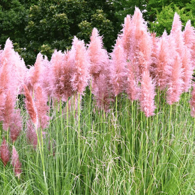 Pink Pampas Grass Plants, Pink Pampas Grass Plants Live 4 Inches No Pot for Growing