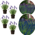 4 Light Blue Lavender Plants Live Starter Plants Plug Size 1-3" in Tall, Hardy Perennial Lavender for Garden and Landscape with Fragrant Purple Blooms, No Pot