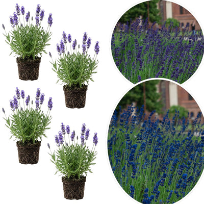 4 Light Blue Lavender Plants Live Starter Plants Plug Size 1-3" in Tall, Hardy Perennial Lavender for Garden and Landscape with Fragrant Purple Blooms, No Pot