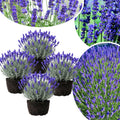 3 Plugs Lavender Plants Live Starter Plants 1-3" in Tall, Hardy Perennial Lavender for Garden and Landscape with Fragrant Purple Blooms, No Pot (Dark Blue)