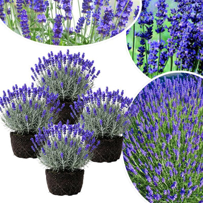 3 Plugs Lavender Plants Live Starter Plants 1-3" in Tall, Hardy Perennial Lavender for Garden and Landscape with Fragrant Purple Blooms, No Pot (Dark Blue)