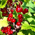 Red Currant Bush Plant, Currant Fruit Starter Plant 1 Year, Live Currant Fruit Plant, Red Currant Plant, Live Currant Plants Bush for Outdoor Garden