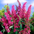 Pink Butterfly Bush Live Plant Shrub, Buddleia Bush Well Rooted, 5 to 10 Inc Tall