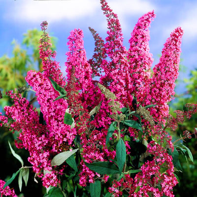 Pink Butterfly Bush Live Plant Shrub, Buddleia Bush Well Rooted, 5 to 10 Inc Tall