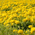 2 Yellow Marigold Live Plants 3-6 Inches, Perennial Marigold Flowers Plants for Outdoor Growing