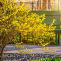 Lynwood Gold Forsythia Plant Live, Yellow Forsythia Shrub Golden Bells, Hardy Forsythia Tree for Landscaping, 5-6 Inch Tall, Live Plant in 4'' Pot, Well-Rooted