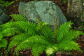 Fern Live Plant Indoors, 10 Cinnamon Fern Plants Live, 3 to 4 Inc Tall, 10 Bare Roots, No Plant