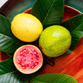 Set 3 Pink Guava Trees Live Plants, 1 Year Old Seedlings Well Rooted Guava, Live Guava Trees Plant, Guava Trees Plant Live, Guava for Growing, 5-10 Inch in Tall in 4 Inch Pot
