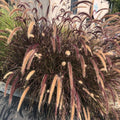 2 Purple Fountain Grass Plants, 4-9 Inch Tall Perennial Grass Clumps for Outdoor Growing, Ornamental Grasses Plants
