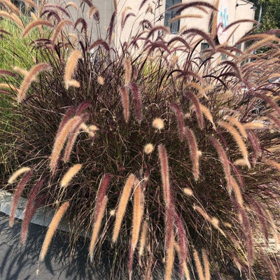 2 Purple Fountain Grass Plants, 4-9 Inch Tall Perennial Grass Clumps for Outdoor Growing, Ornamental Grasses Plants