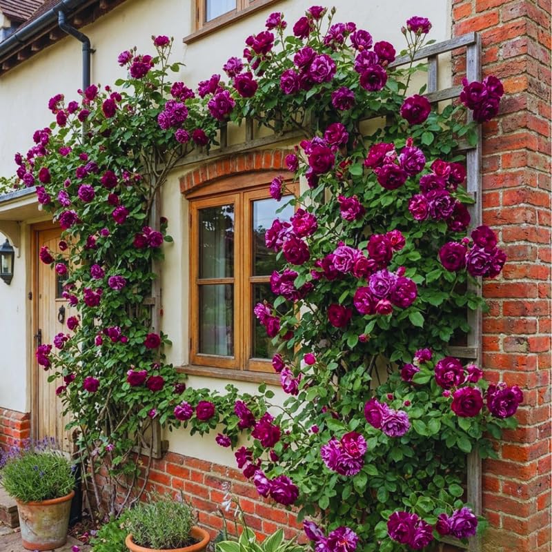 Climbing Roses Live Plant, Climbing Rose Plant Live, 5 to 7'' Tall, Fragrant Flower Bush Plants for Gardening (Purple Red)