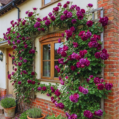 Climbing Roses Live Plant, Climbing Rose Plant Live, 5 to 7'' Tall, Fragrant Flower Bush Plants for Gardening (Purple Red)