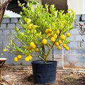 2 Starter Meyer Lemon Tree Live Plant Seedling, Small 1-2 Inches Yellow Lemon Lime Tree for Spring Planting, Very Hardy, Fragrant Citrus
