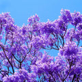 Jacaranda Tree Live Plant, 6-10 Inch Jacaranda Seedling, Purple Blue Flowering Tree for Outdoor Landscaping