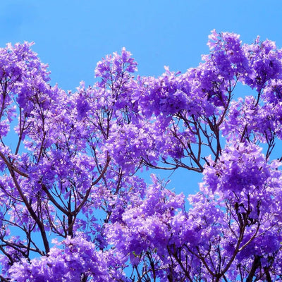 Purple Blue Jacaranda Tree, 6-9" Tall Jacaranda Seedling, Ornamental Tree for Garden and Yard