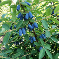 Honeyberry Plant, Honey Berry Plants, Haskap Berry Plant, 4-8 Inc Tall, Sweet Berries for Backyard and Outdoor Garden