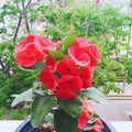 Red Crown of Thorns Live Plant, Euphorbia Milii Plants, Crown of Thorns Plants Live, 3 to 5 Inc Tall Gardening Indoor Outdoor
