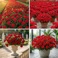 Set 2 Verbena Plants, Live Flowering Verbena Plant, Vibrant Flower Plant for Indoor Outdoor Planting, Hardy and Well Rooted, 4-8 Inches Tall