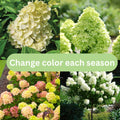 Cold Hardy Hydrangea Live Plant Tree, 5"-10" Hydrangea Bush Live Shrub Starter Plants, Dormant in Winter, Green to White Color Blooms