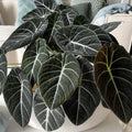 2 Black Velvet Alocasia Plants Live Houseplant for Indoor Outdoor Growing, 4 to 8 Inches Tall, Rare and Hardy