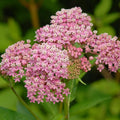 2 Milkweed Live Plants 4–7 Inches Tall, Milkweed Flowering Plants for Garden Beds, Borders or Landscape (Pink Milkweed)
